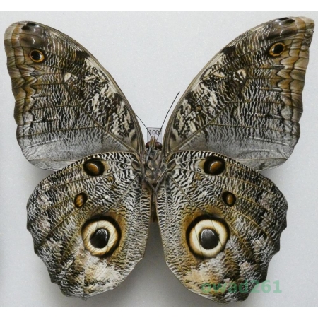 Caligo sp. reverse Peru 123mm100f